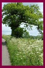 a Devon country lane